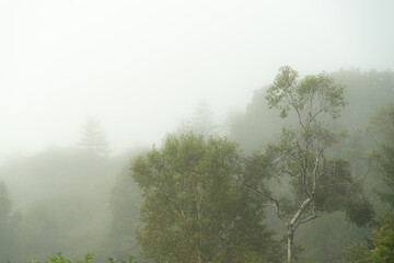霧に包まれた森