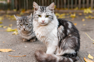 Cute and beautiful street cats with pretty eyes, kitten, hungry and scared, in a playful mood