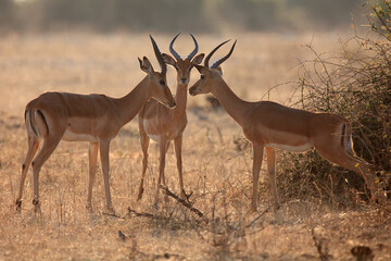 The impala (Aepyceros melampus), three males during debate. A group of male impala early in the morning light in the dry bush.