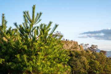 竹田城跡周辺に自生するソテツ