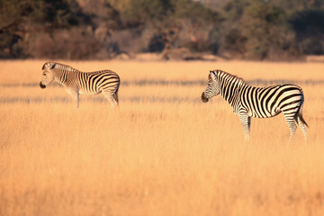 The plains zebra (Equus quagga) or (Equus burchellii), also known as the common zebra or Burchell's zebra, zebras in yellow grass in the dry savannah.Black and white zebra in yellow.