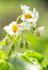 Summer agricultural field and ripening potato harvest	