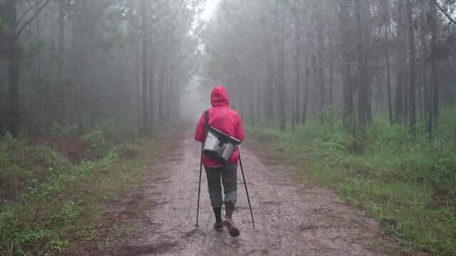 Outdoor activities travel concept woman in nature. walking person on field trail in national park. tourist walks on an adventure trip in natural landscape in tropical rain forest