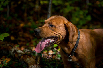portrait of a brown labrador in autumn forest