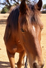 Obraz premium Portrait of a brown horse