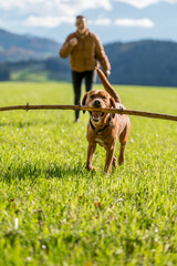 beautiful young brown labrador retriever with stick in his mouth in front of girl