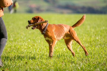 beautiful young brown labrador retriever running and playing with stick in his mouth