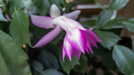 Christmas cactus (flower)
