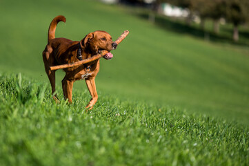 beautiful young brown labrador retriever running and playing with stick in his mouth