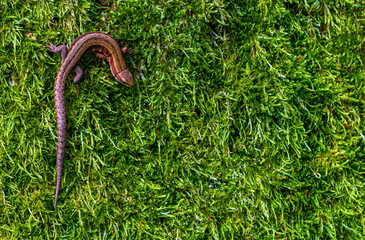 Sand lizard on green moss, closeup top view. natural background with place for your content
