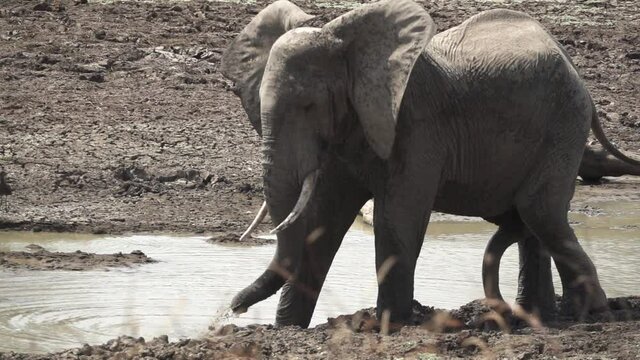 Elephant expeling mud with trunk near the river