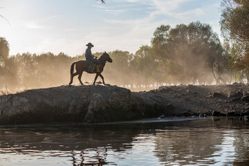 Wild buffalos and horses in lake