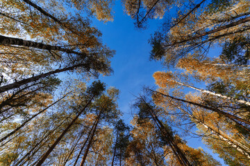Bright multi-color nature background with autumn trees in the forest on blue sky.