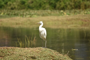 great blue heron