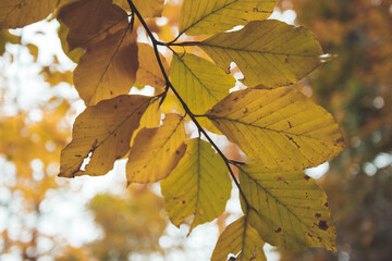 Colorful leaves on a tree in autumn, park flair and blurry background