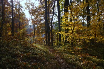 Fototapeta na wymiar view of a deciduous forest in Poland in autumn