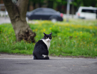 beautiful black and white street cat sitting