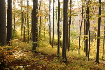 Autumn beech forest located on the mountain slope illuminated by the late sun