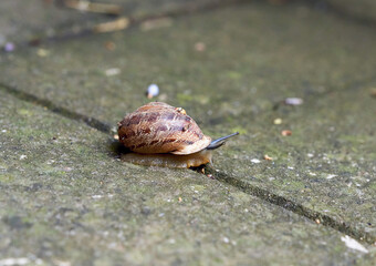A large snail in shell crawling on a stone slab