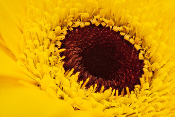 Gerbera gelb Nahaufnahme