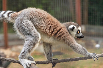 Lemur primate sits on a rope, close up