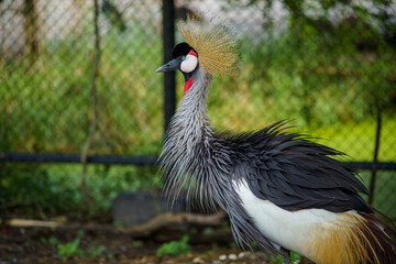 Close up image of Grey crowned crane
