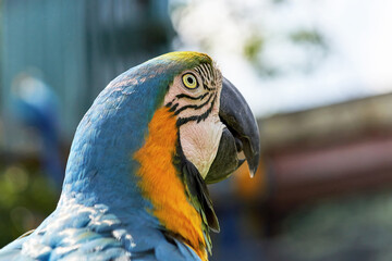 A multi colored parrot head with a large beak looks up