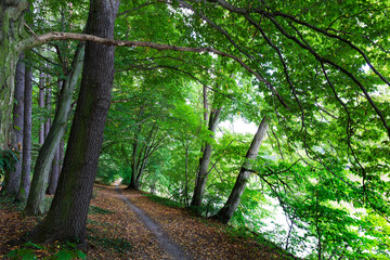 Colorful autumn Nature with old big Trees about River Sazava in Central Bohemia, Czech Republic
