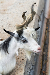 head of a mountain goat with corkscrew horns