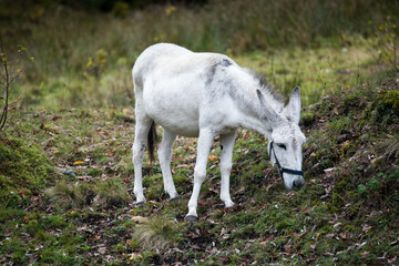 Obraz na płótnie Canvas Donkey grazing in the autumn pasture. White young donkey.