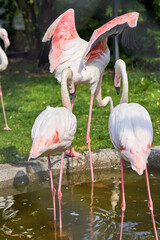 A group of pink flamingos stand in the water on long legs
