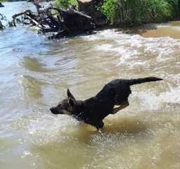 dog playing in water