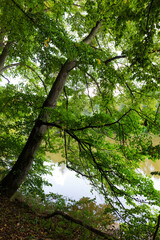 Colorful autumn Nature with old big Trees about River Sazava in Central Bohemia, Czech Republic