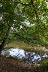 Obraz premium Colorful autumn Nature with old big Trees about River Sazava in Central Bohemia, Czech Republic