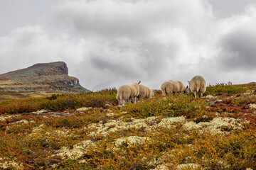 Obraz premium sheep in the mountains
