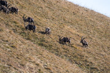Naklejka na ściany i meble herd of ibex on a ridge in the bernese alps