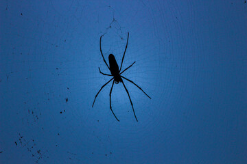 spider 