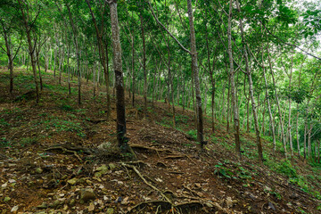 Rubber tree in the garden