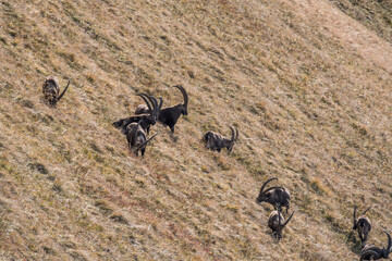group of ibex on a ridge in the bernese alps