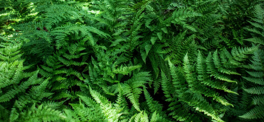 Fototapeta na wymiar Dense thickets of ferns. Forest plants pattern, closeup photo background