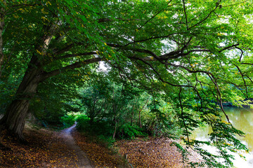 Colorful autumn Nature with old big Trees about River Sazava in Central Bohemia, Czech Republic