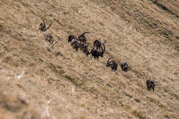 group of ibex on a ridge in the bernese alps
