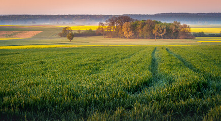 rapeseed field in the rays of the sun