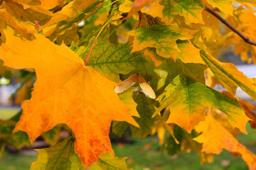 Beautiful colorful leaves and winged seeds of autumn maple