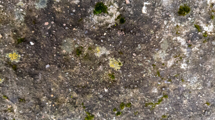 green moss on the stone