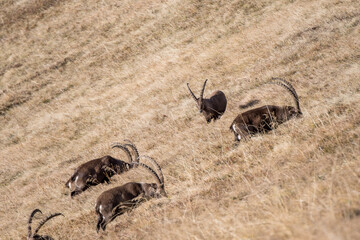 group of ibex on a ridge in the bernese alps