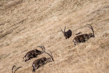 group of ibex on a ridge in the bernese alps