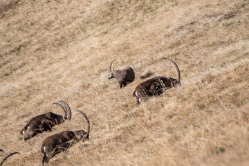group of ibex on a ridge in the bernese alps