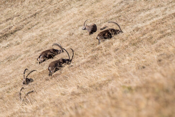 group of ibex on a ridge in the bernese alps