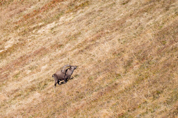 giant male ibex on a ridge in the bernese alps